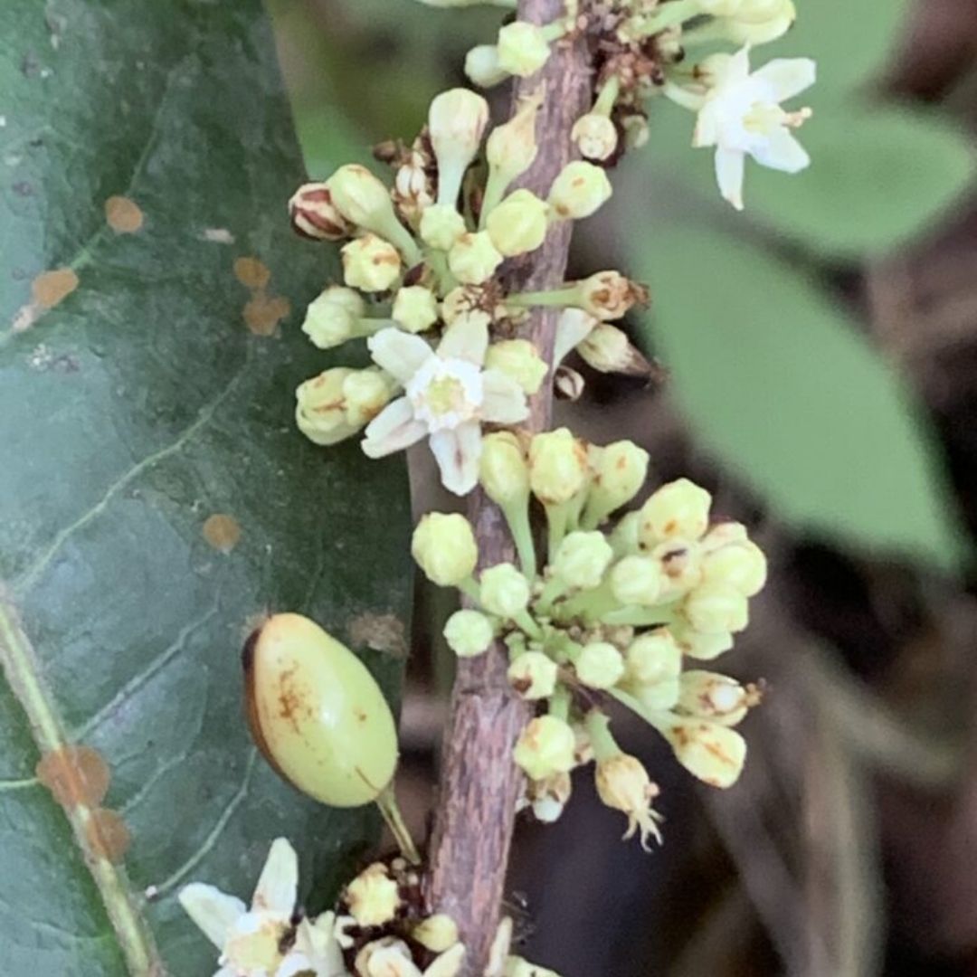  Uma nova espécie de planta rara, foi descoberta em uma reserva natural de Goiás