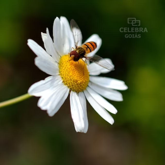06 Curiosidades sobre as abelhas, que você provavelmente não sabia
